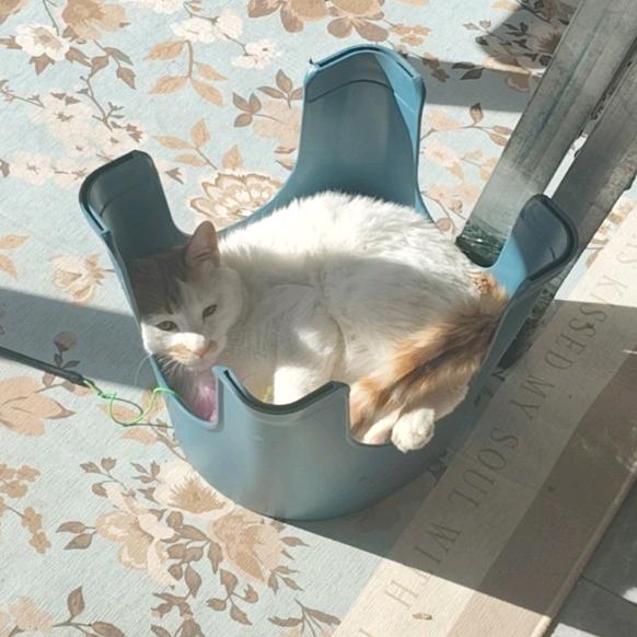 猫咪冷萃