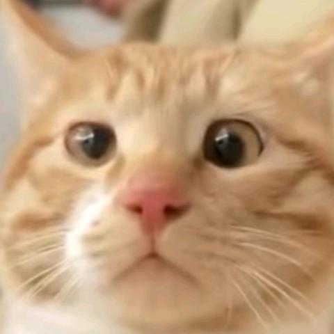 哔哔哔(｡･ω･｡)ﾉ♡