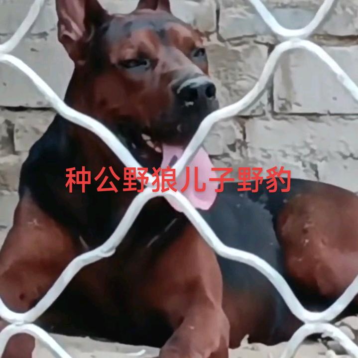 心想事成888