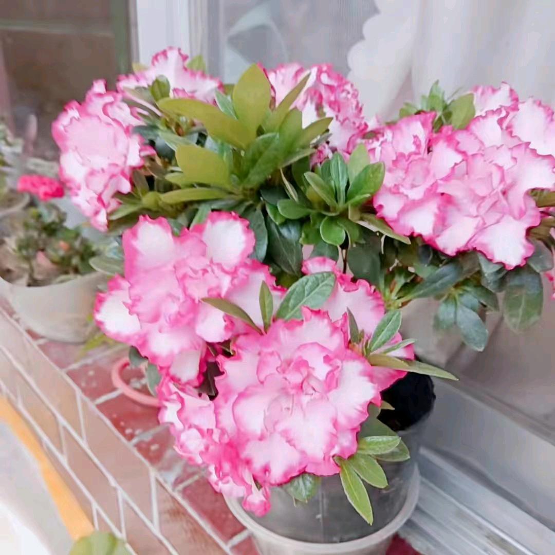 红红花