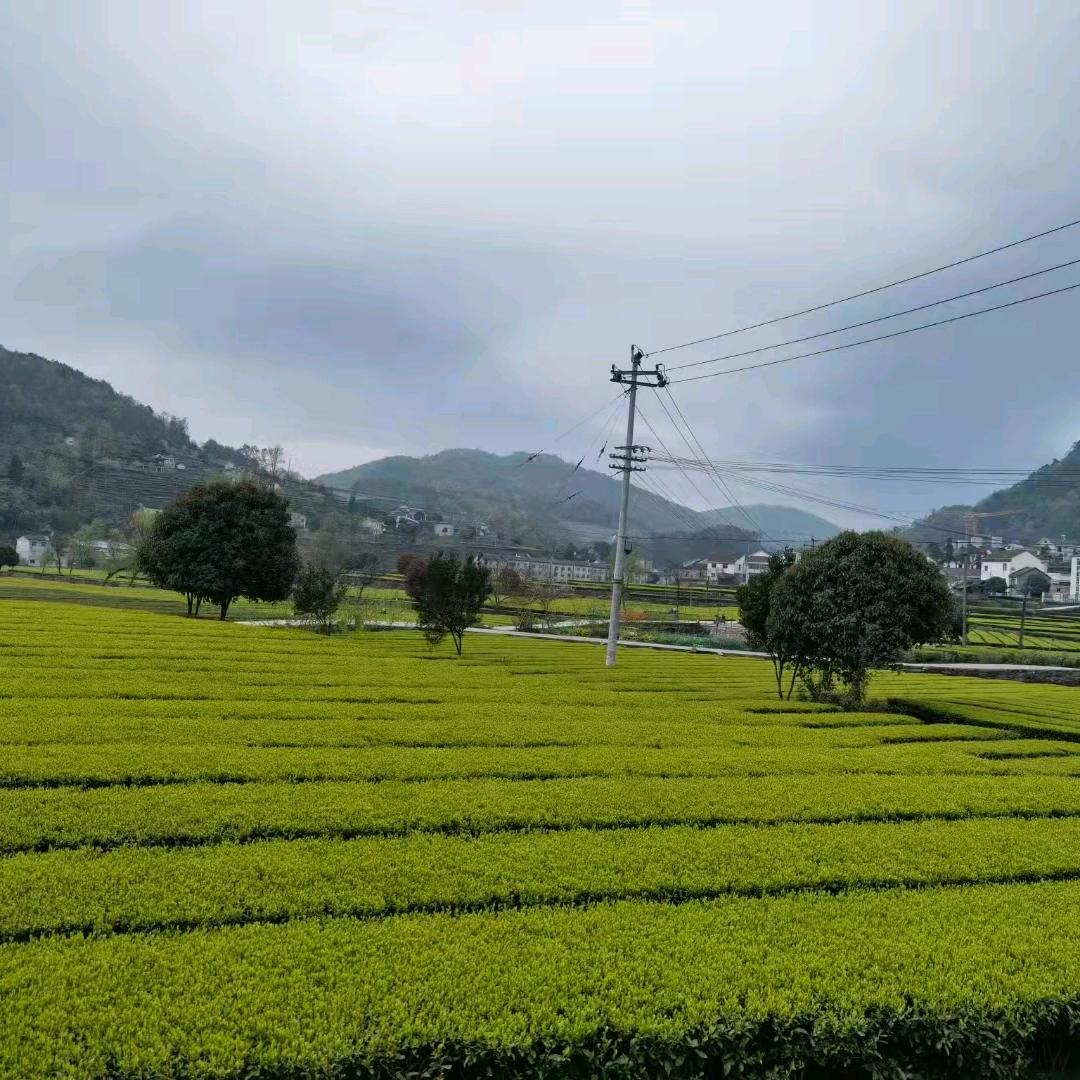 茶韵
