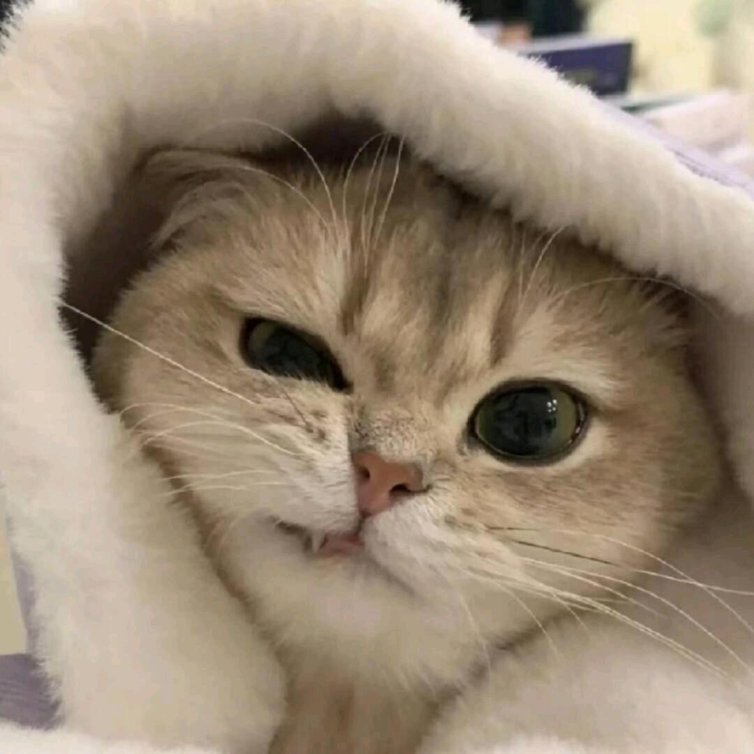 星星不眨眼.