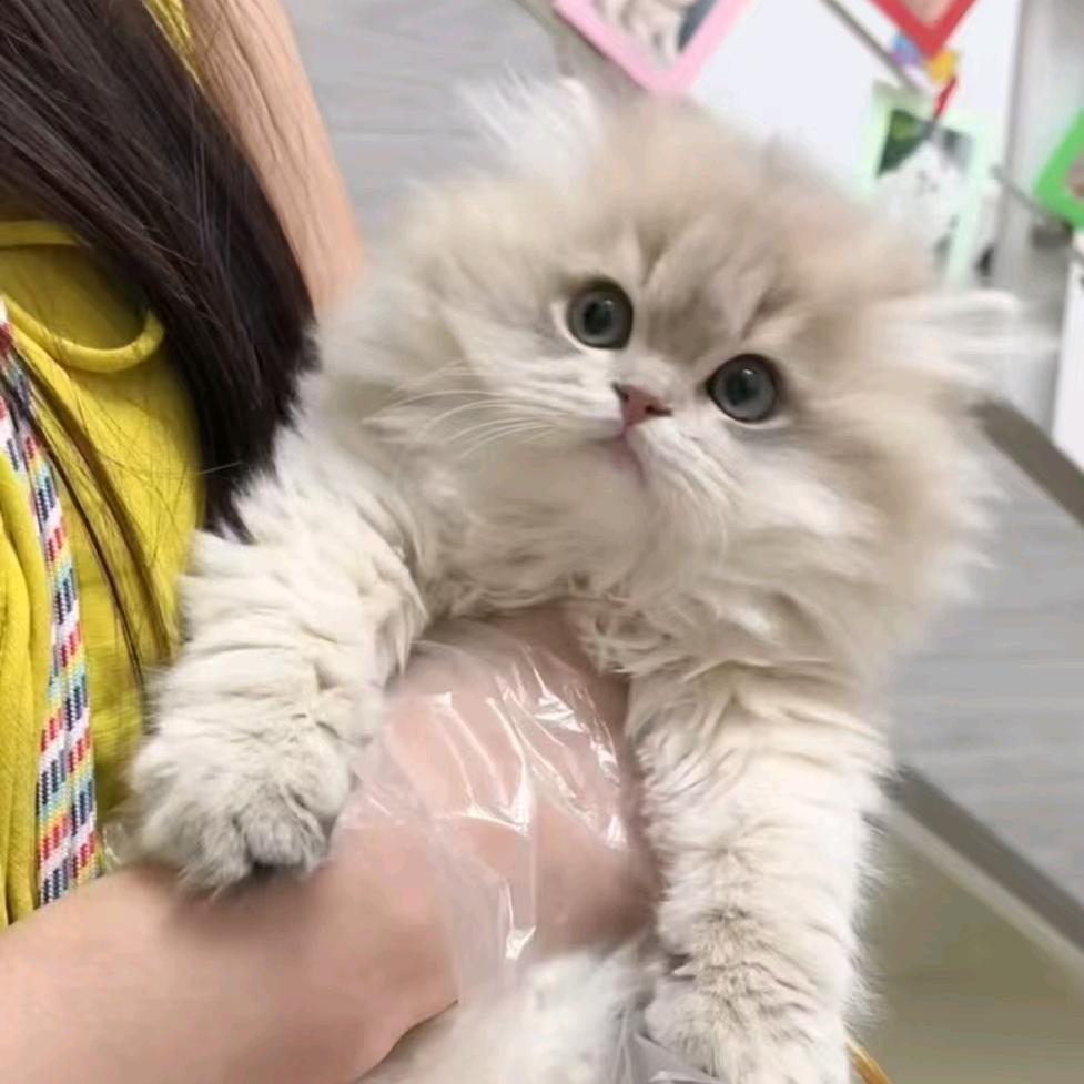 阿宇萌宠优选