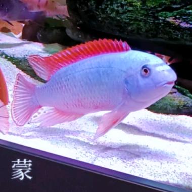 湖
