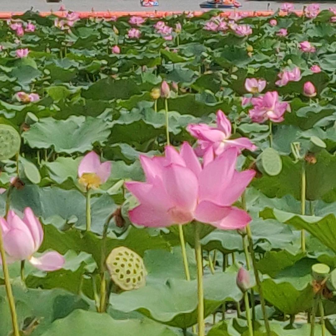 海上霞光