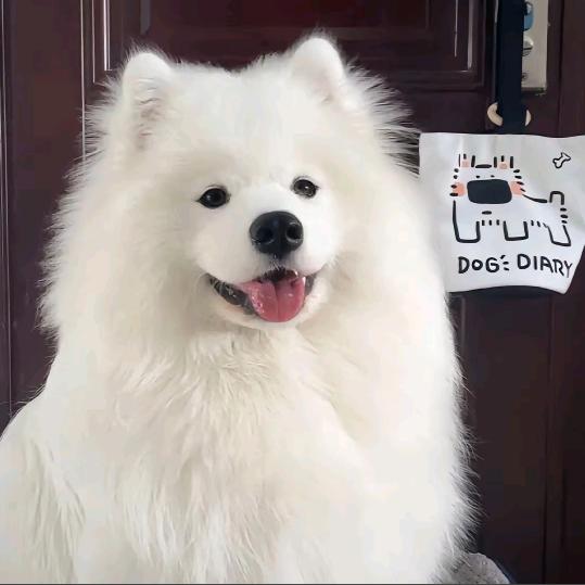 路远宠物托运-维维