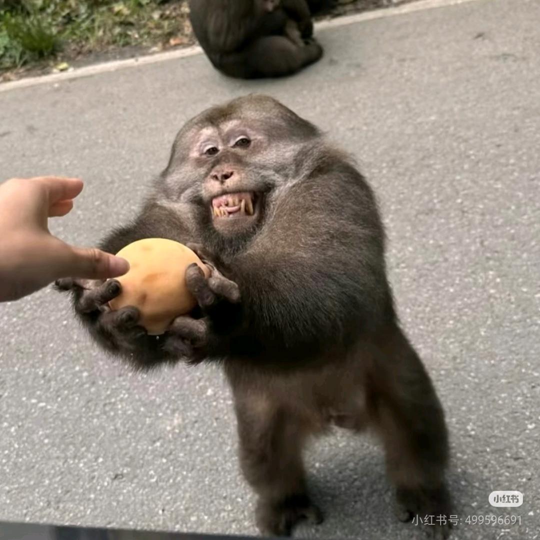 刘小怪