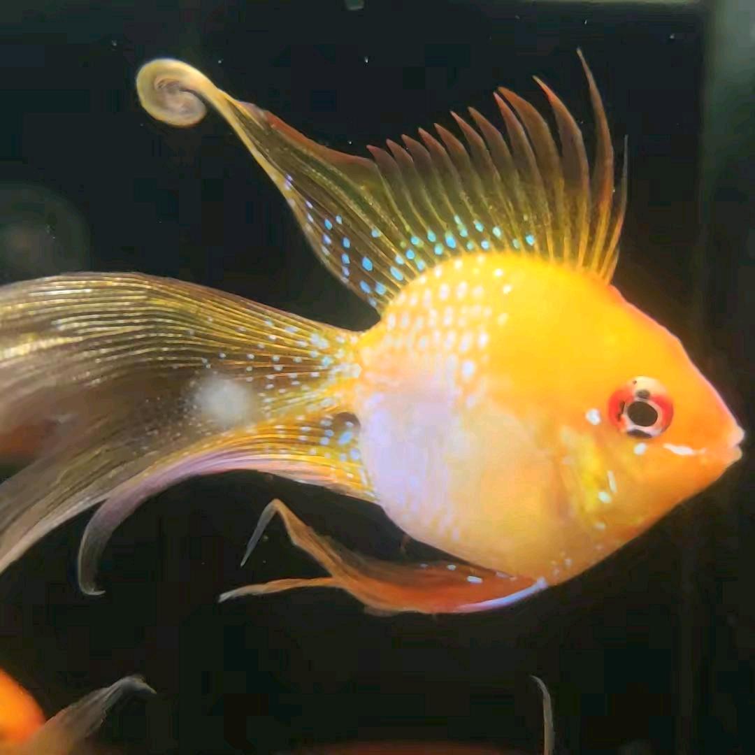 爱养鱼的鹏鹏