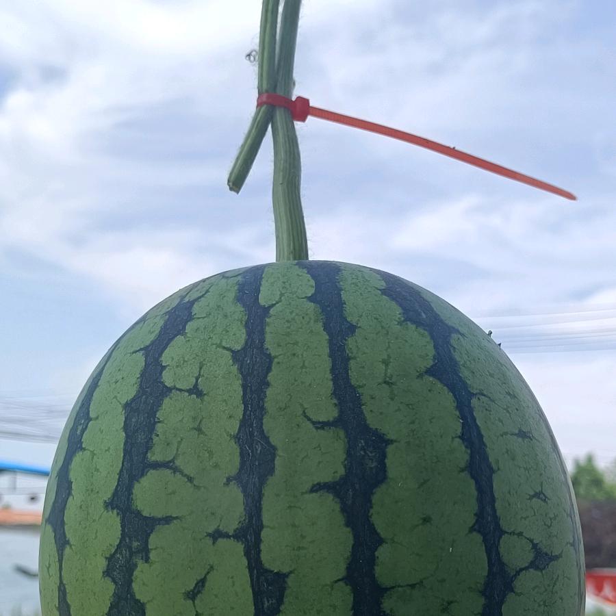 瑞昌农业