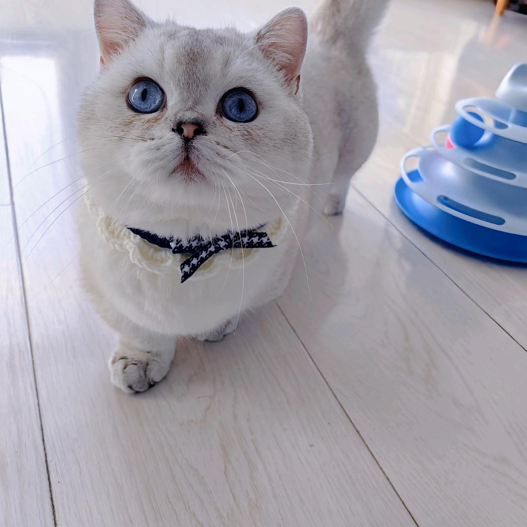 周公子