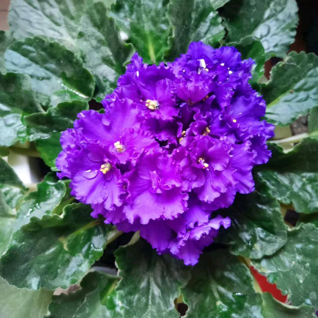 ᮨ໌້ꦿ𝛇𝓬𝓥𝓮云姐ི࿆꧔