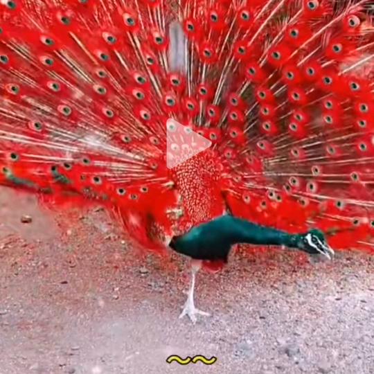 金金