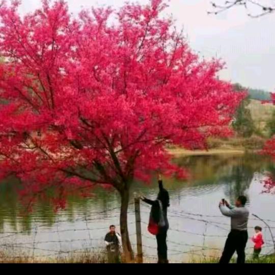 稻花香艺源