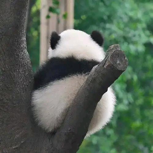 讨厌吃青椒的企鹅