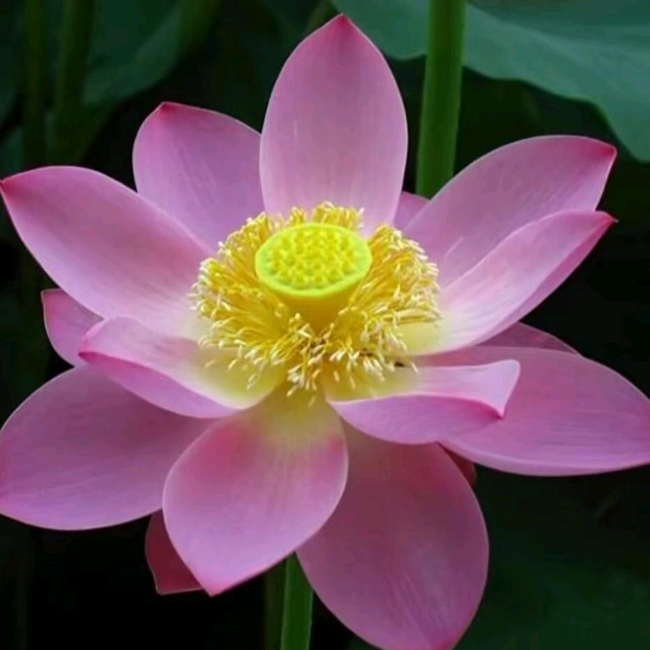 花开月好