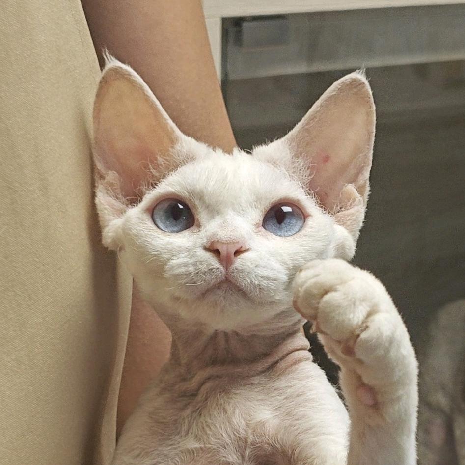 四月家的德文卷毛猫