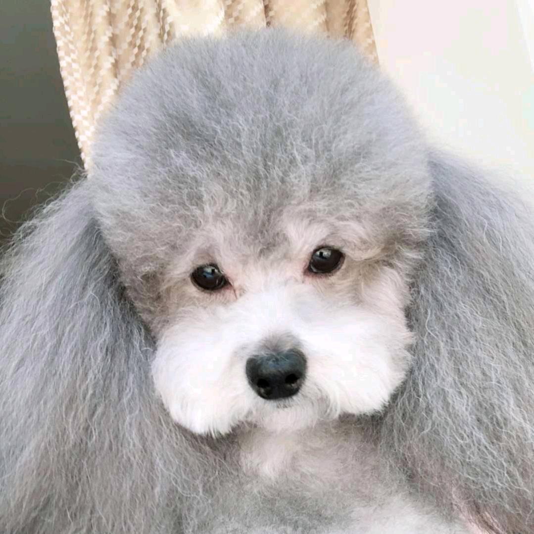 袁滚滚（沈阳第一深情）