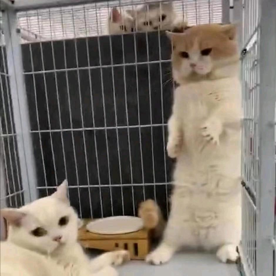 后生仔