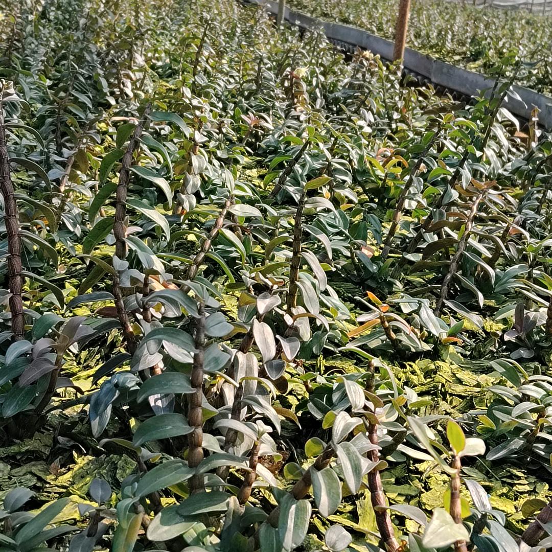 种铁皮石斛花卉