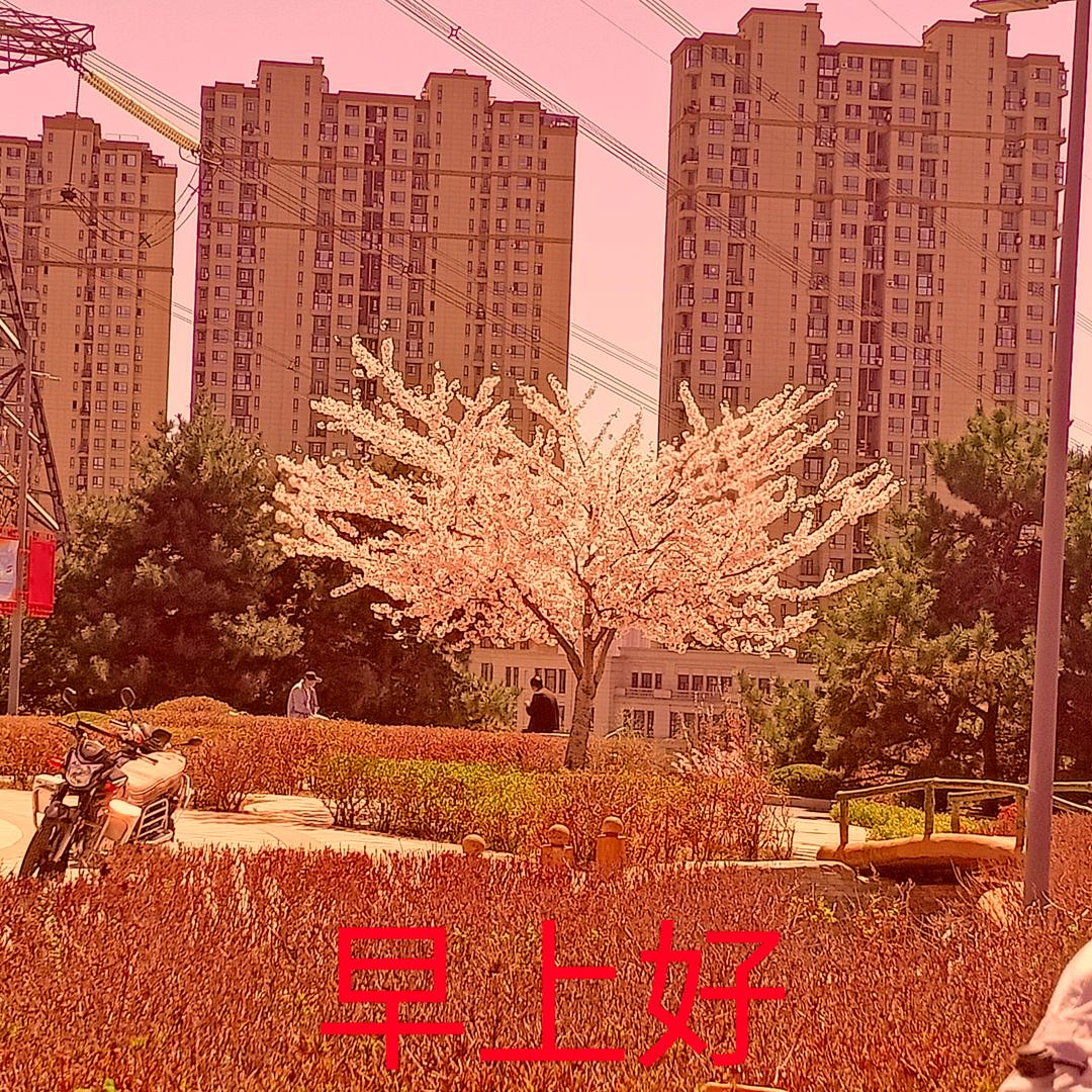 世界中华