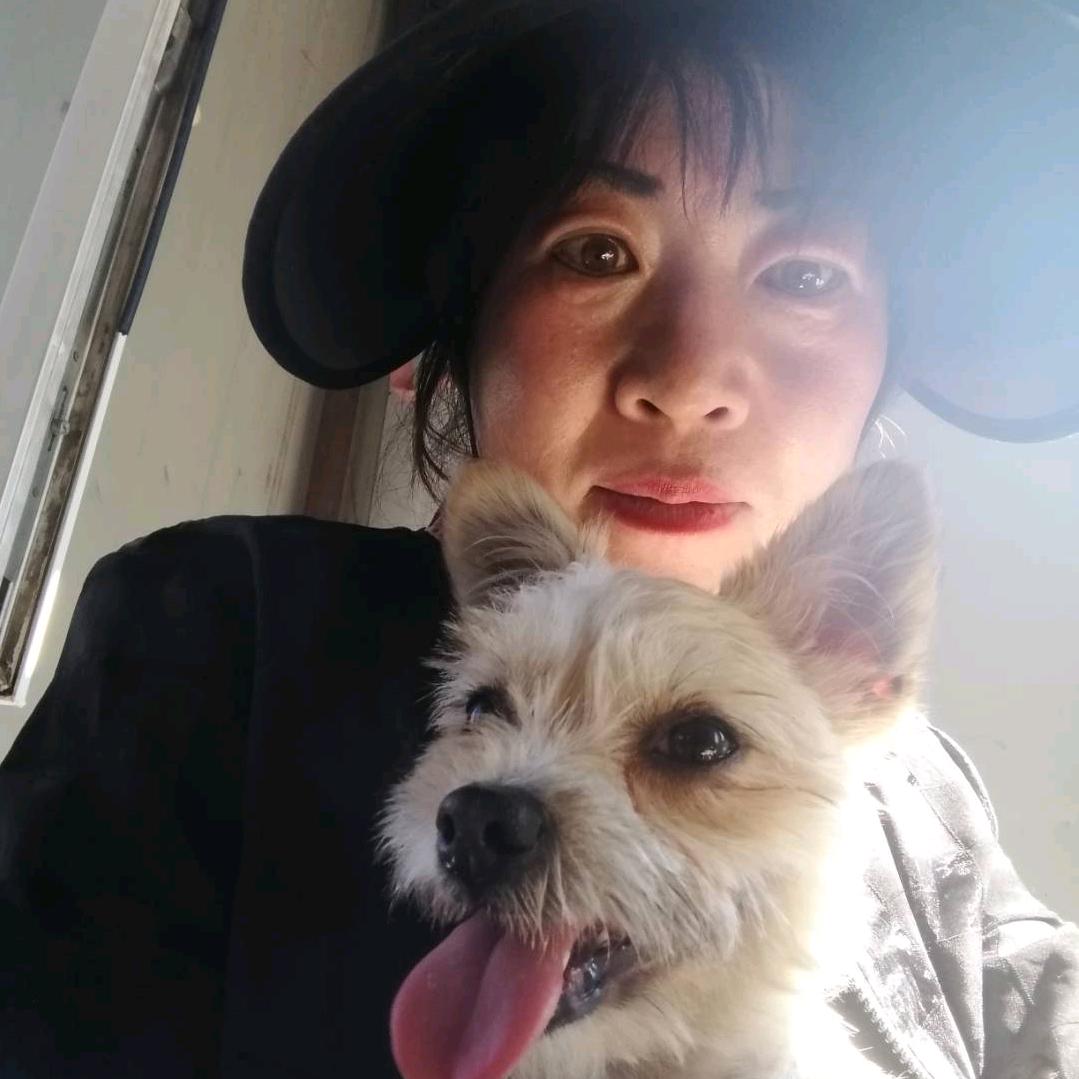 守护流浪猫狗的燕子