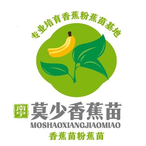 南宁莫少香蕉粉蕉苗培育基地