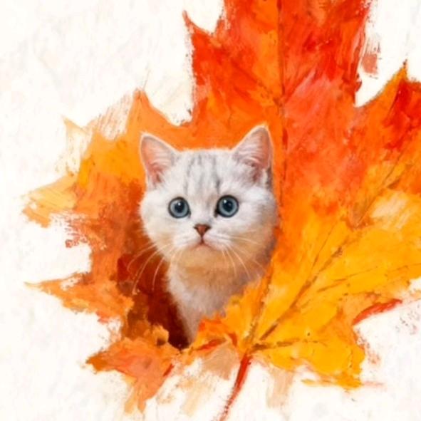 家有招财🐱