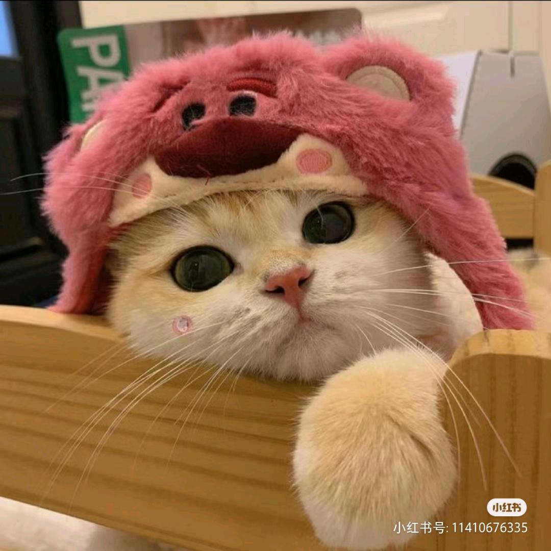 吃瓜小咪🍆🍆