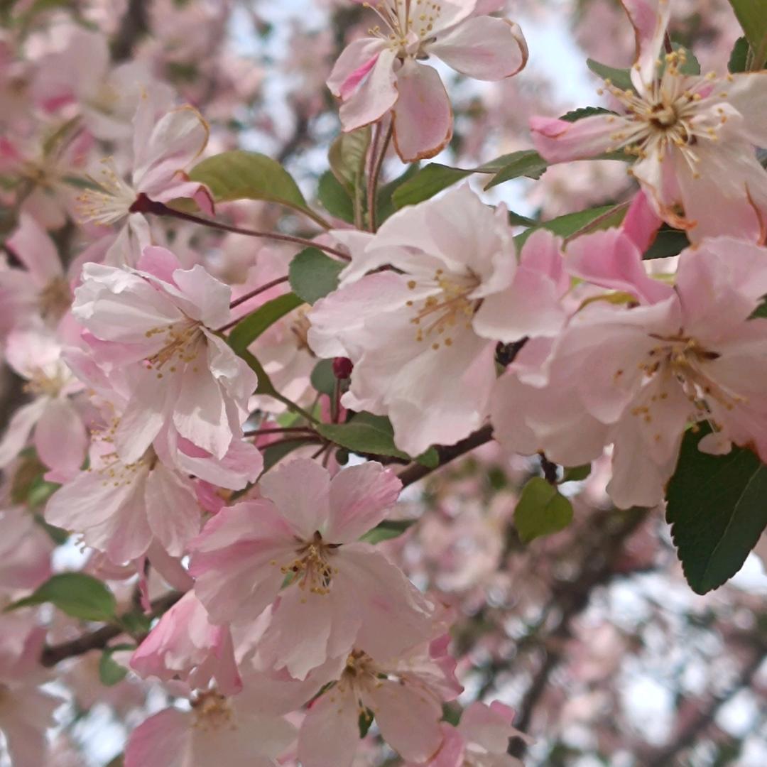 芳