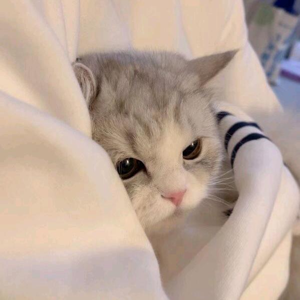 猫仙人