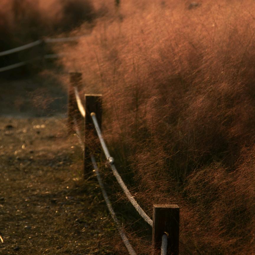 星河想当摄影狮📷
