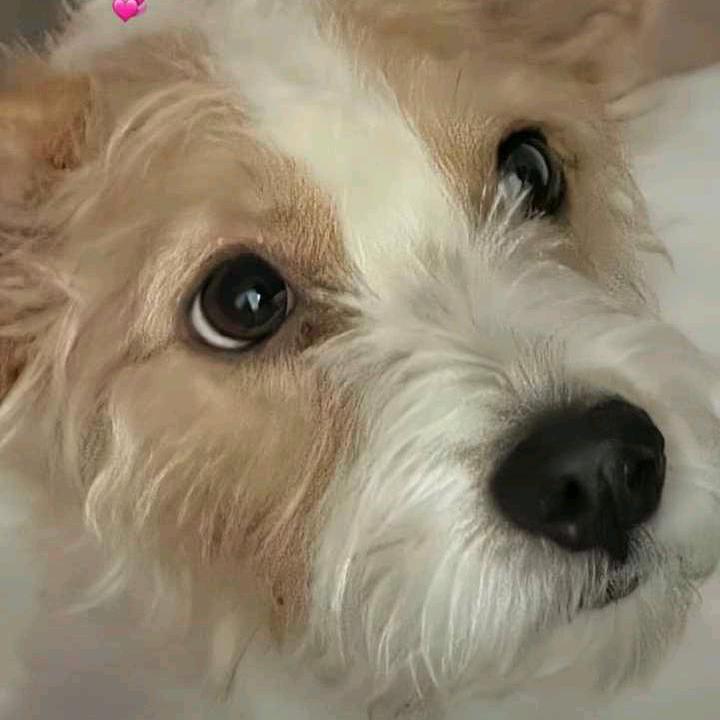 ⁺✞ʚ朴彩英姜海粼重度依赖ɞ✟₊