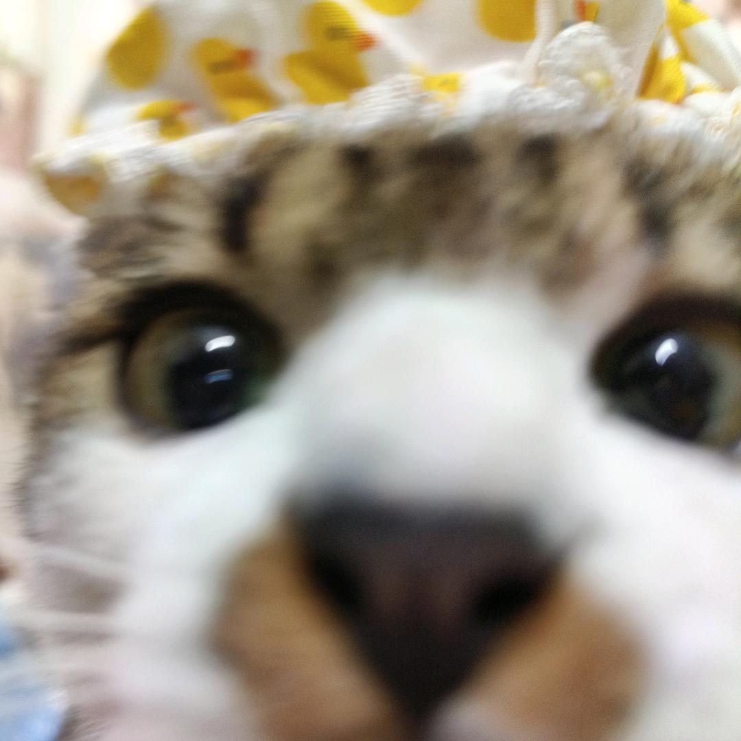 猪咪是闹闹