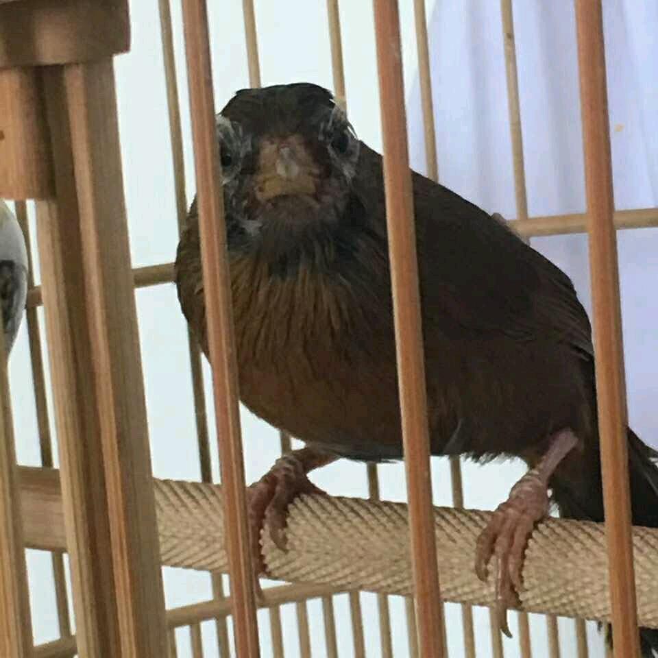 小韩鸟食经营部