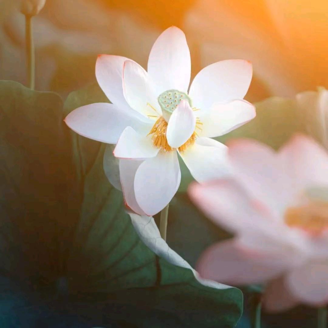 宝生源大酒店---丹丹