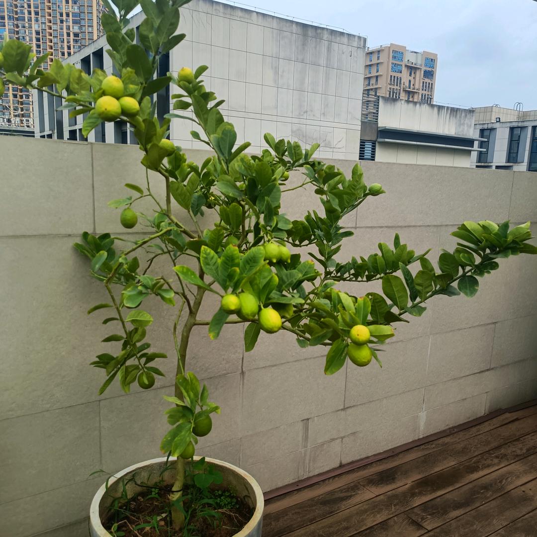 挑羊毛痧