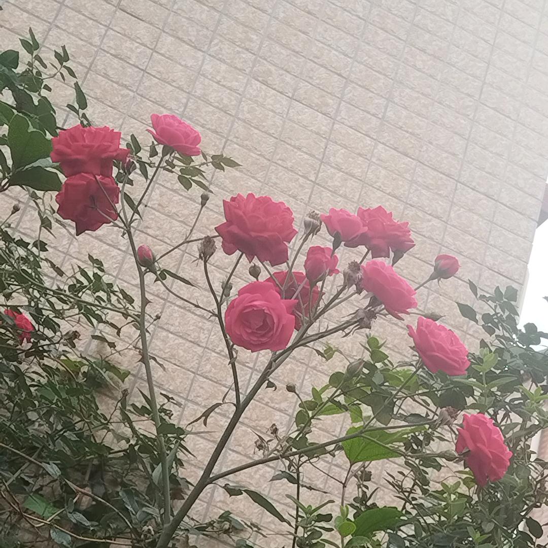 得闲饮茶