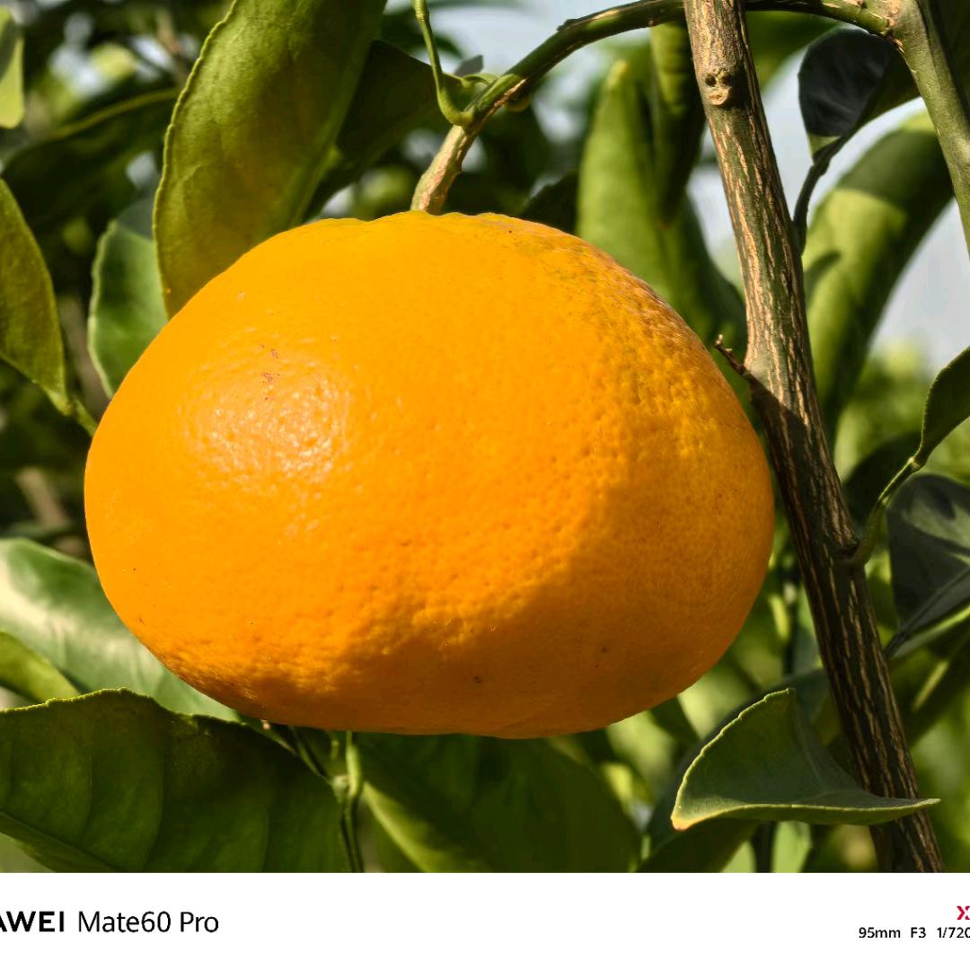 小鑫柑生态农场