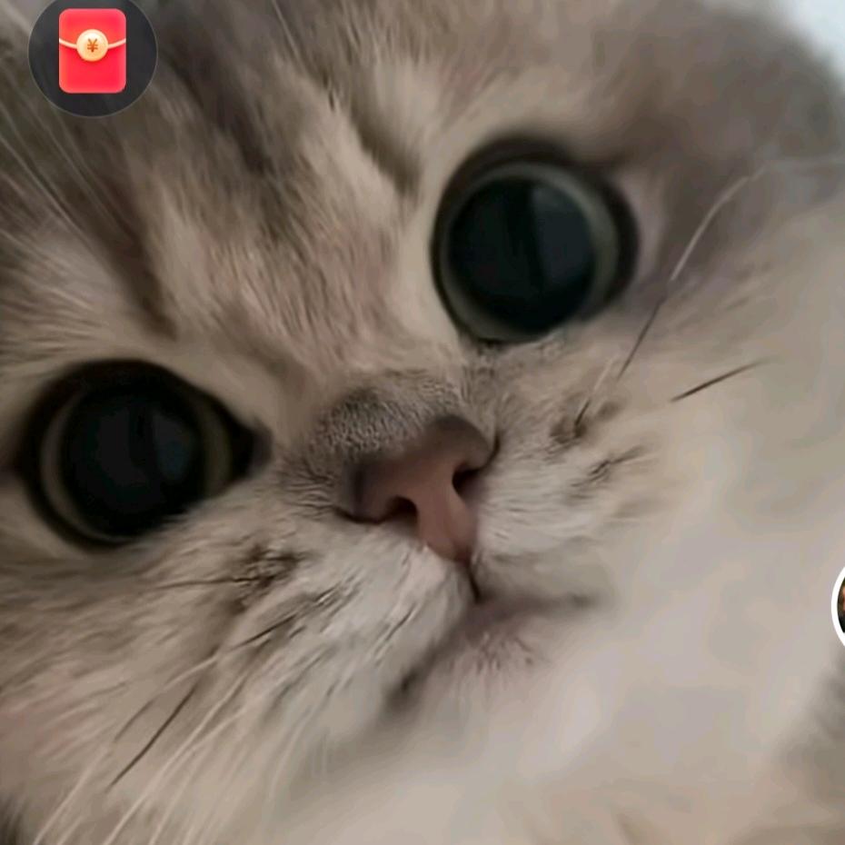 扶老奶奶闯红灯