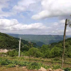 米娜小号
