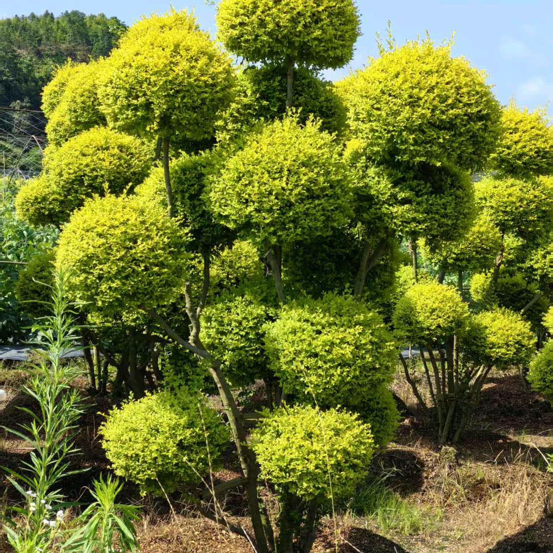 庭院景观园林