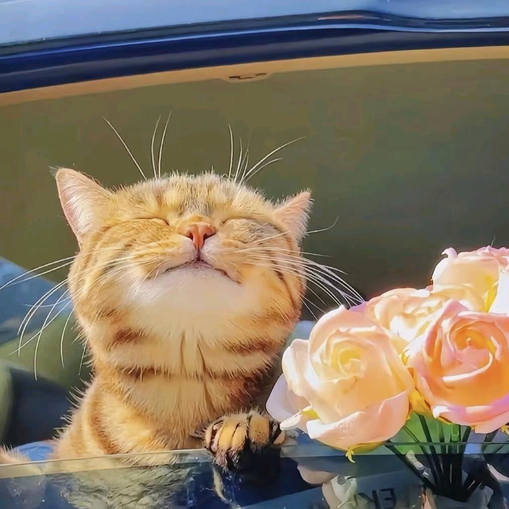 遛鲸鱼的猫