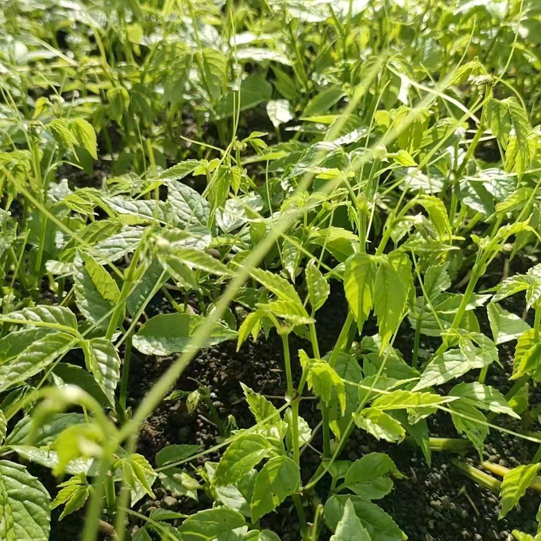 中药材种植文文