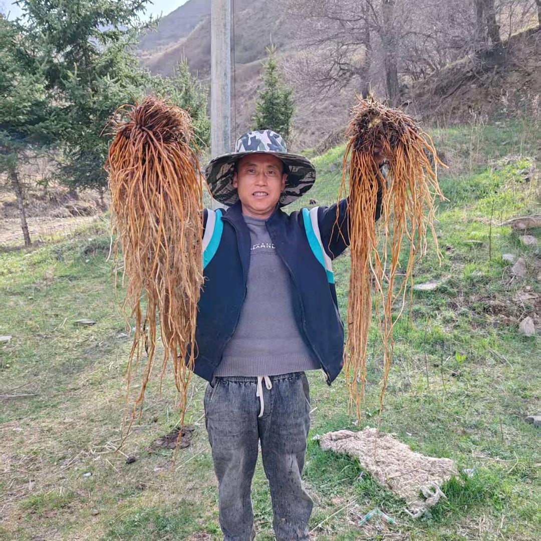 甘肃:岷州:当归:黄芪:党参