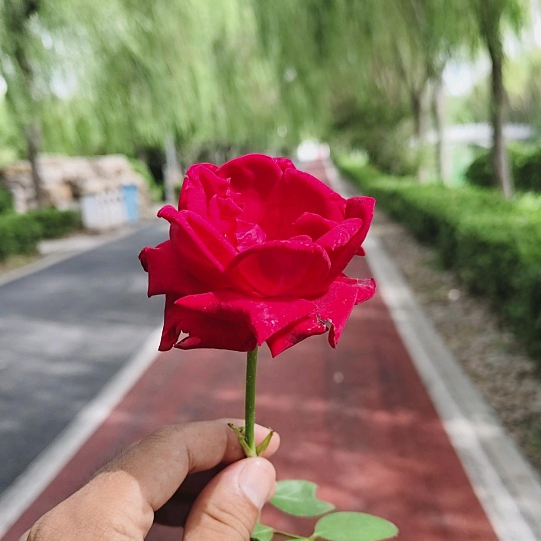诚 信 🌹