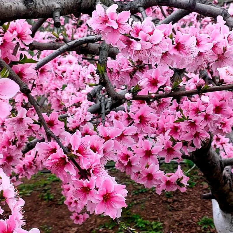 桃花岛主