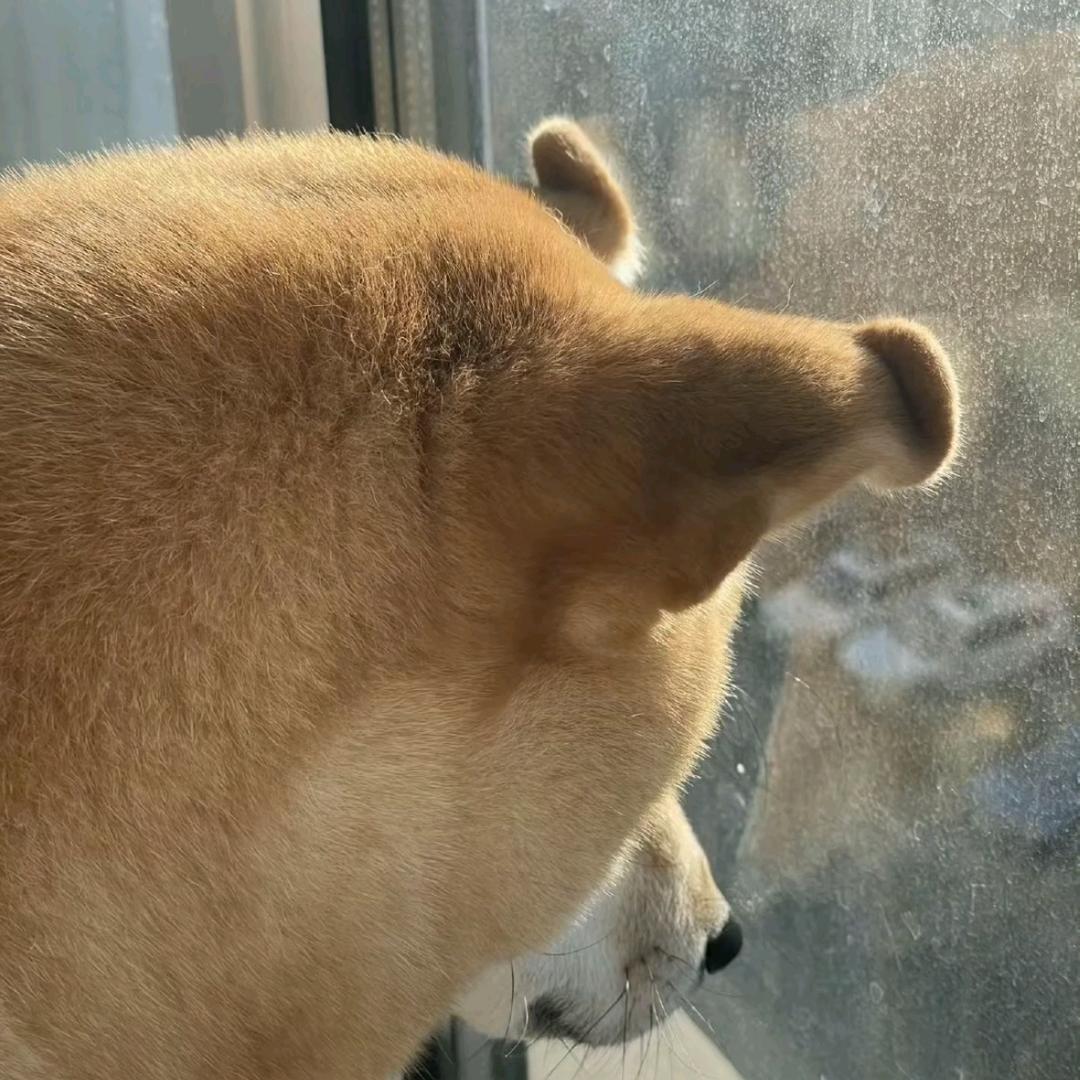 蛋炒饭´