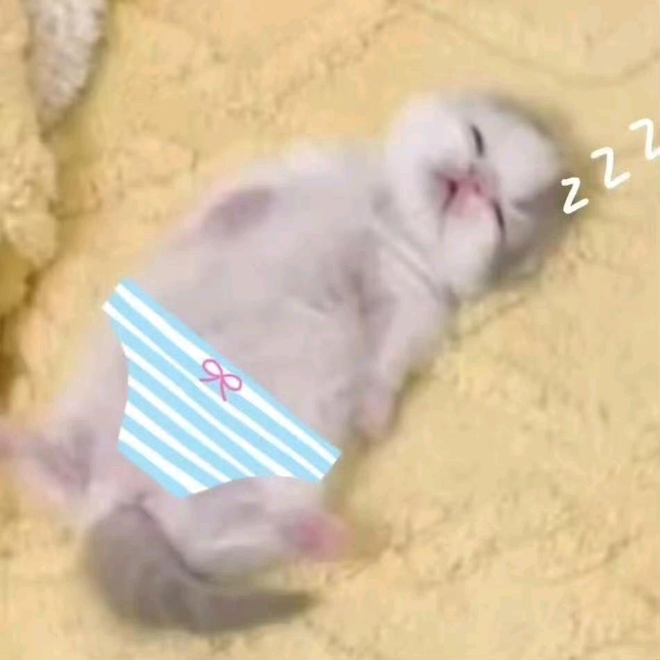 像只猫