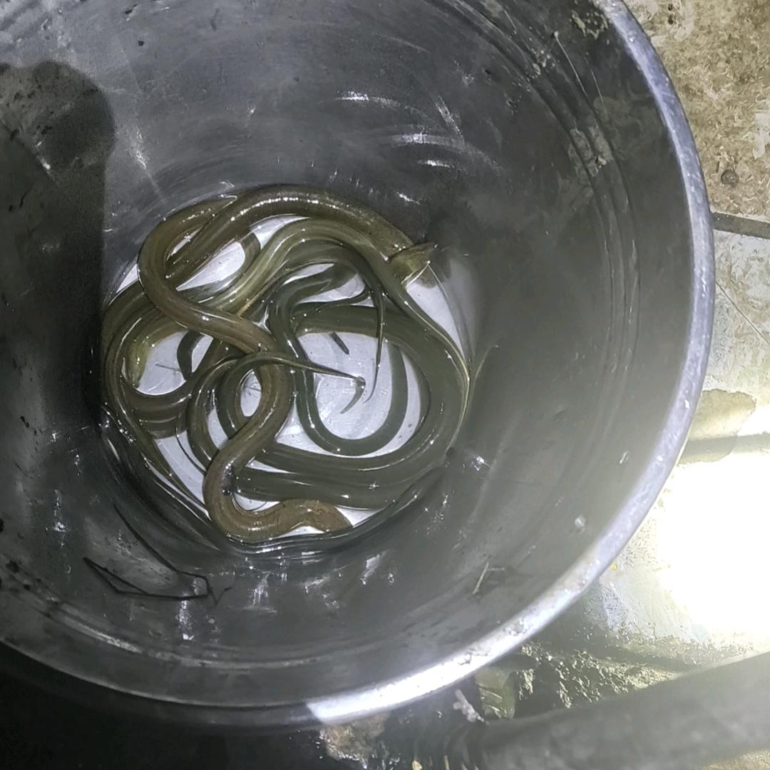 军哥带你抓泥鳅