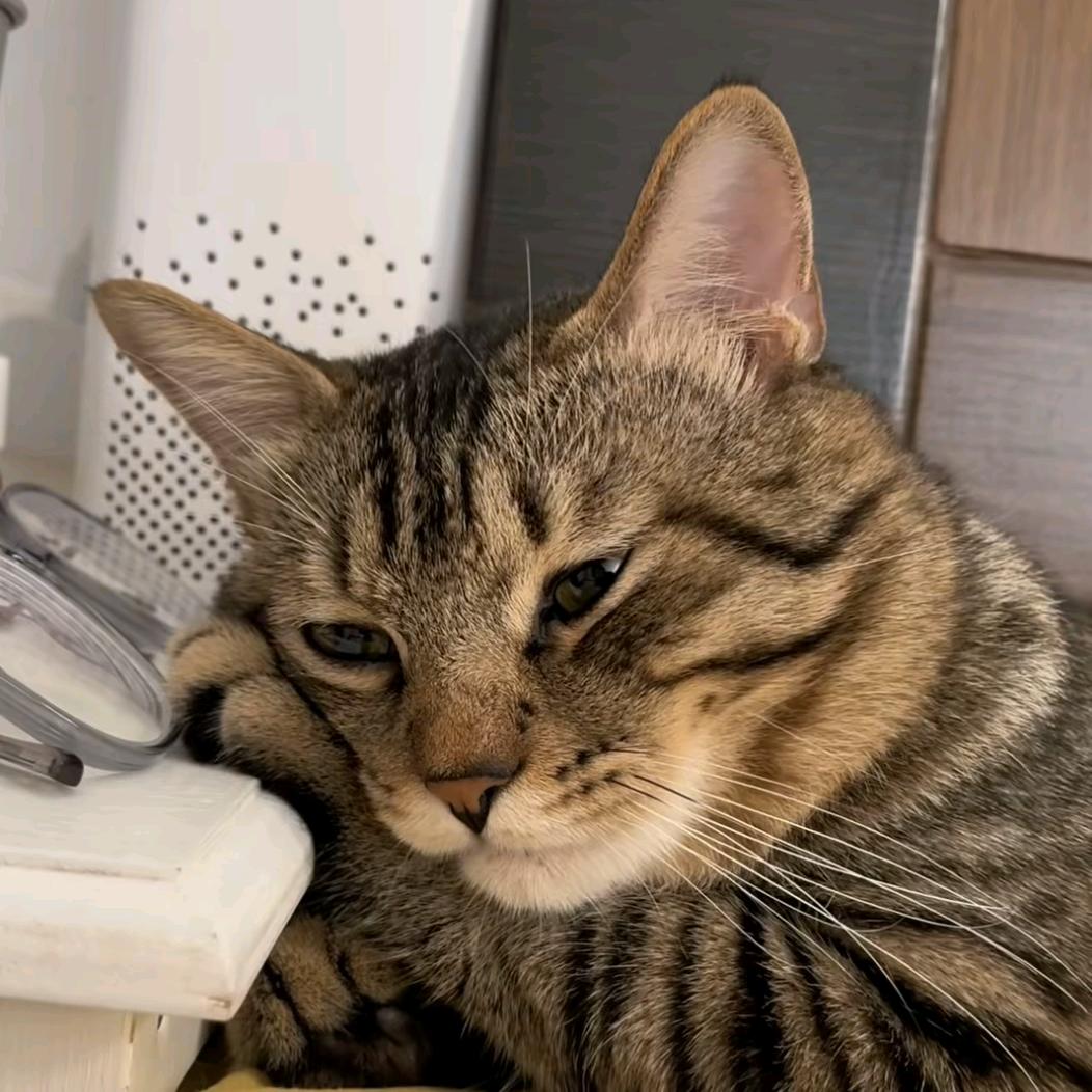 千秋笠这条村霸